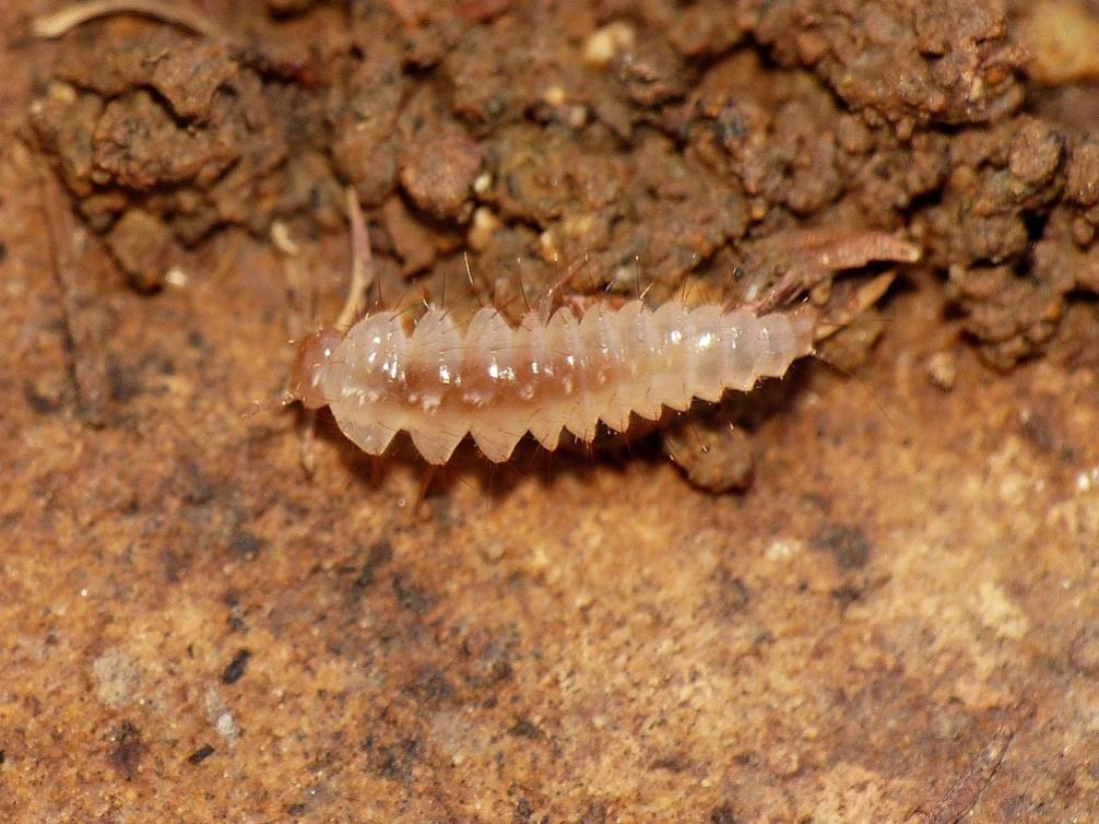 Zygentoma? No. Larve di coleotteri - Tolfa (RM)